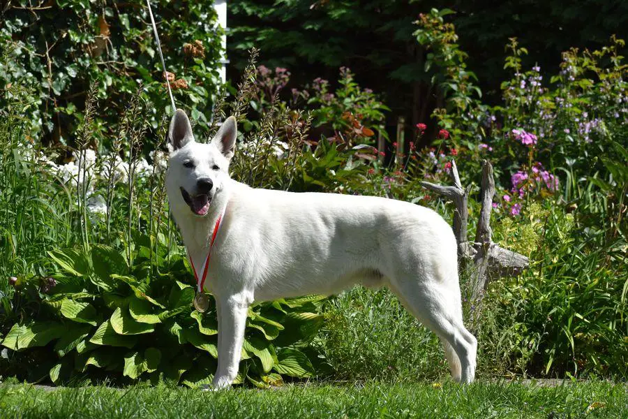 JChPl Echo Biale Wzgorza