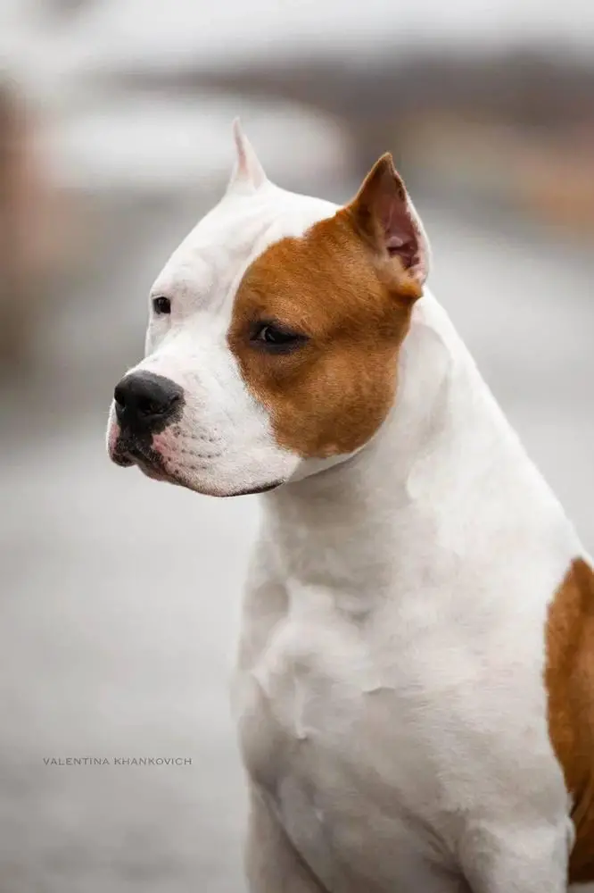 TAIGER LAND SAN AMARO