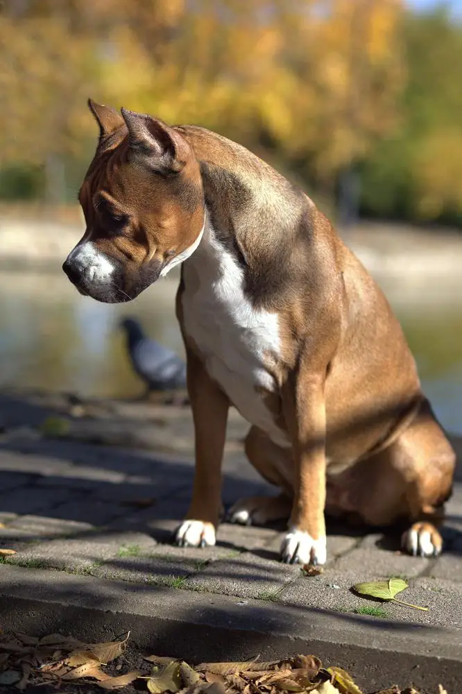 ANGEDA'S PRIDE KATALEYA