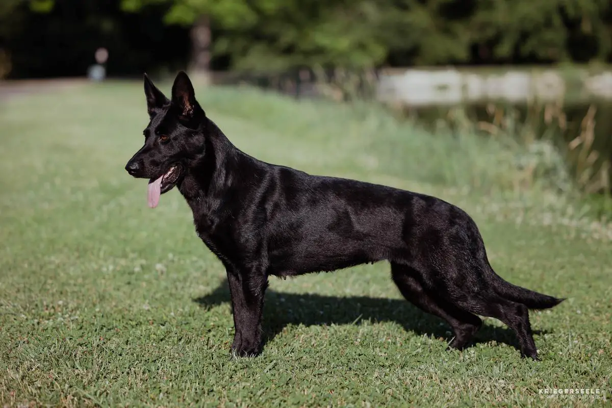 G Blackberry Bria Artikau