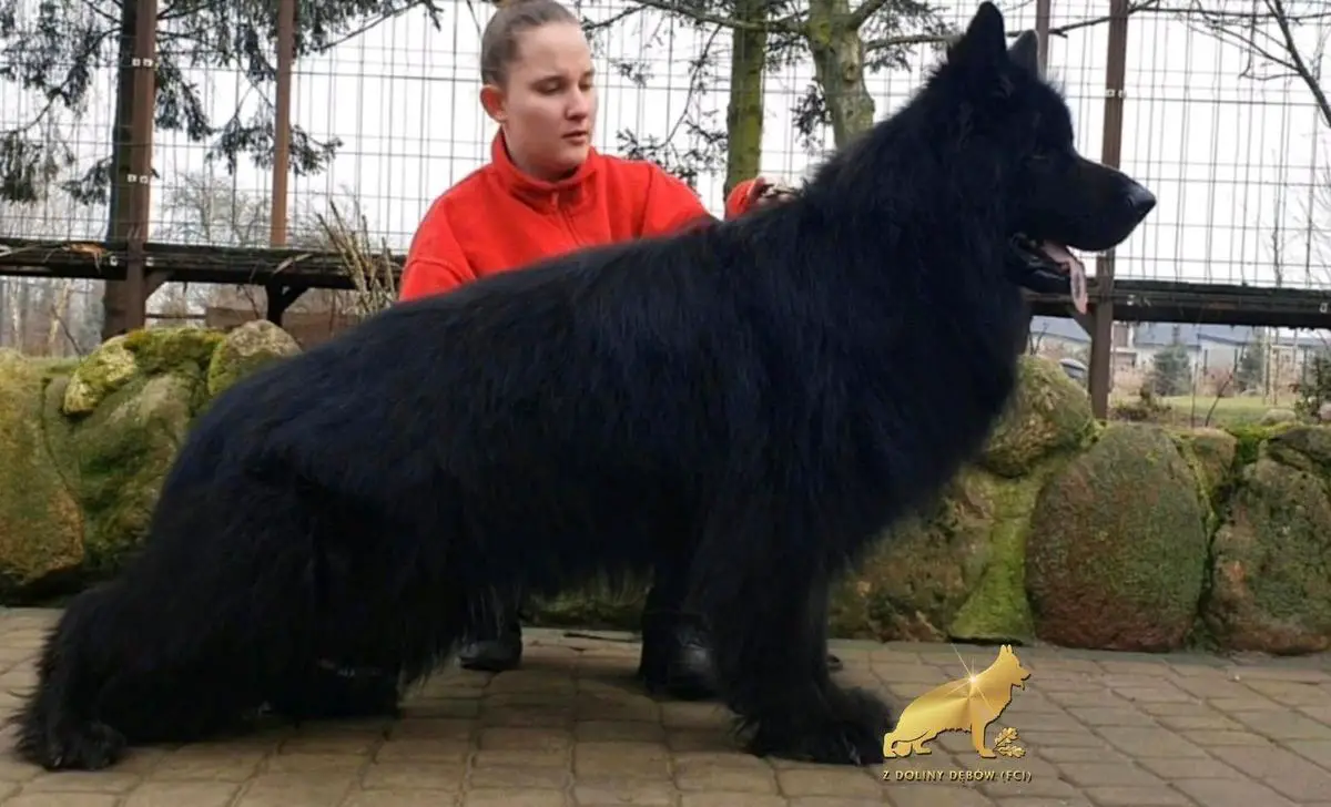 Admiral z Siedliska Tim