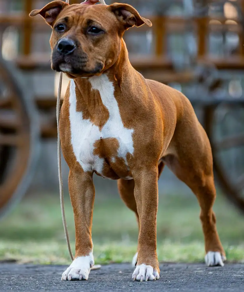 Hungarian Minor Puppy Grand Winner;HJCH, R.CH,R.CH.CL, AfterEffect Alabama Song