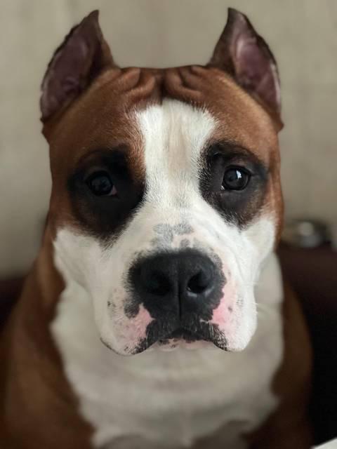 ЮЧР.ЮЧРКФ SANNIT DEMIRA CHARLZ LUCHSHIY