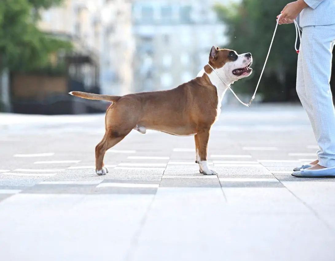 ЮЧР.ЮЧРКФ SANNIT DEMIRA CHARLZ LUCHSHIY