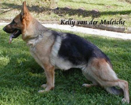 Kelly von der Maleiche