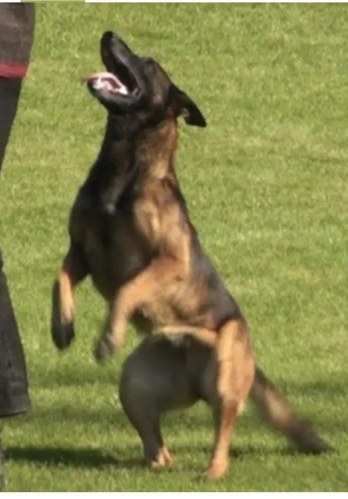 Ph 1, ph 2, 4th place Netherlands champ. Ph 2 (2012) Ezra van Masja's Home