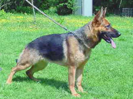 Xamara vom Delta force