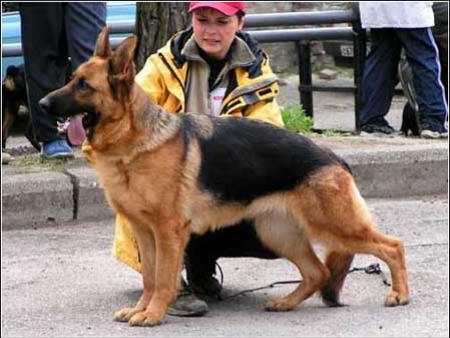 JCH (RU), CH (RU) Kira vom St.-Michaels-Berg