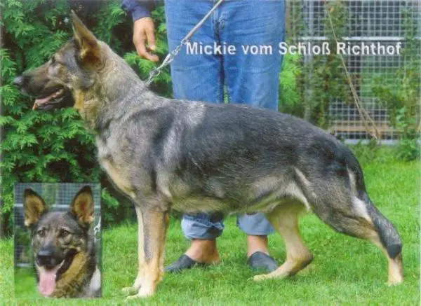 SG Mickie vom Schloß-Richthof