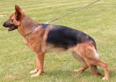 Wanni vom Agilolfinger