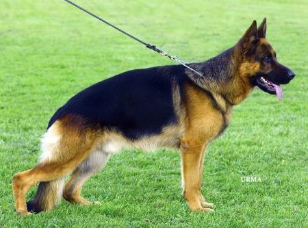 V77 Bago vom schönen Wippertal