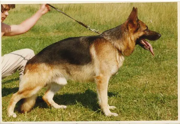 V Aranyvölgyi-Örseg Natan