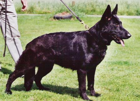 G Gina vom Haus Immendorf