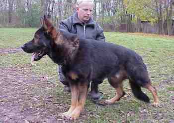 G Asko vom Piethener Hof