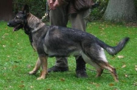 Pandra vom Cap Arkona