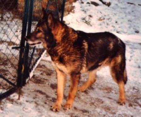 G Cesar vom Ellernbach