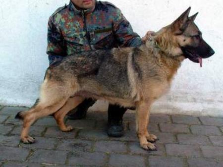 SG Cobra vom Bockseer-Moor