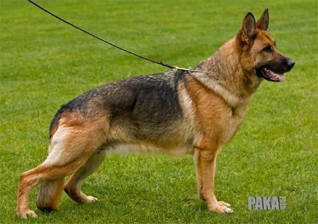 V Cira vom Stoppenkamp