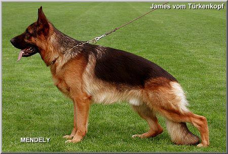 V49 James vom Türkenkopf