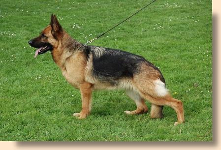 V Kathleen vom Blumenkamp