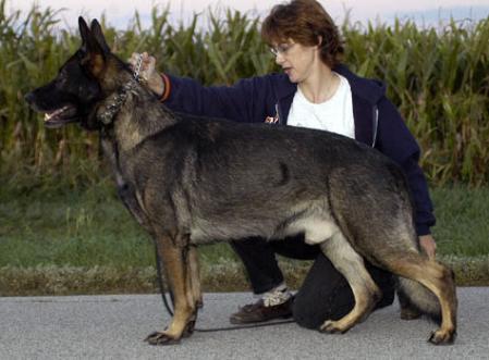 Lektor of my Bodyguard