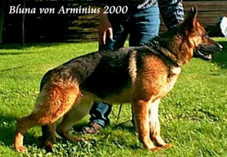Bluna von Arminius 2000