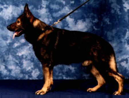 Cay vom Osterburg Quell