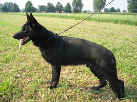 V (BSZS) Evergrey's Kenny