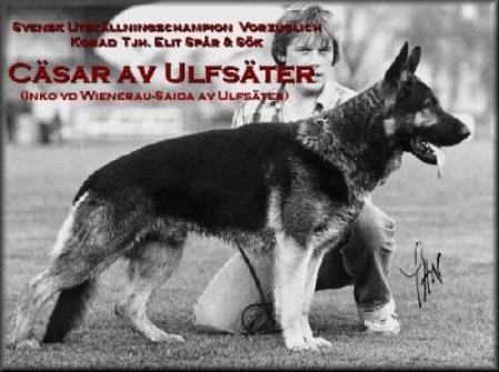 SUCH Cäsar av Ulfsäter