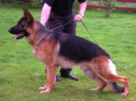 SUCH/V1 Quattrogårdens Canto