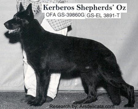 Kerberos Shepherds Oz