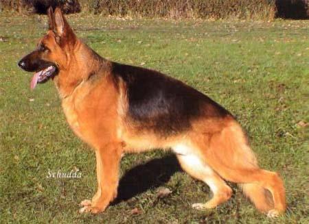 SG52 JKL BSZS 2003 Rocky von Trafalga
