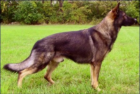 Cliff von der Baumreihe