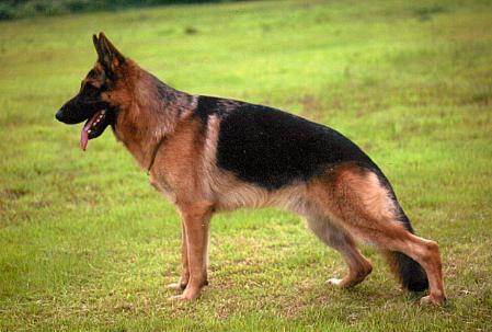 Quatro vom Haus Oujung