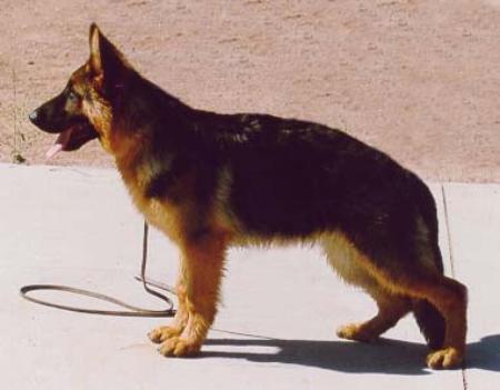 V Samson von Schwarzaugen