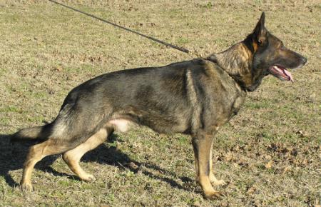 SG Gipper vom Fruhlingsbach