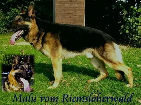 V Malu vom Riemsloherwald