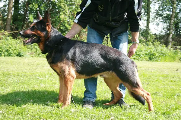 Mike van de Wolferskroon