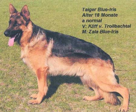Taiger Blue-Iris