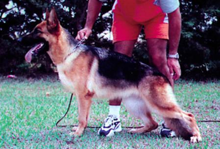 Danna do Vale do Mosel