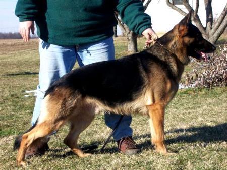 SG1 Herr Bosko vom Harisburg