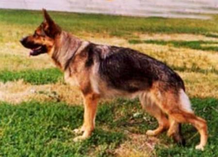 V (UA) Ulme lie Anne Lur