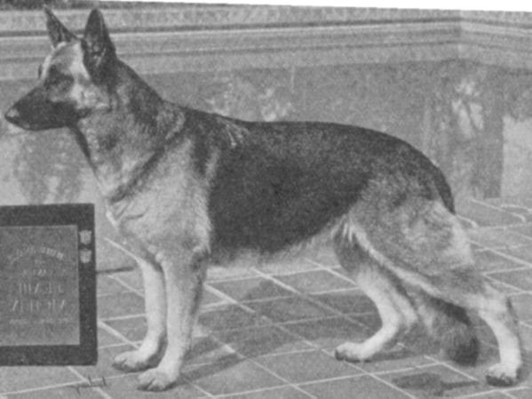 INT CH GVX Leda von Liebestraum