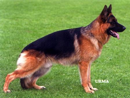 VA1 (PH) Karol vom Hasenborn