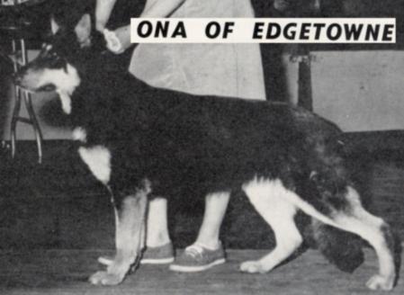 CH Ona of Edgetowne