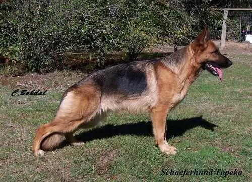 V6 Schaeferhund Topeka