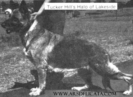 Tucker Hill's Halo of Lakeside