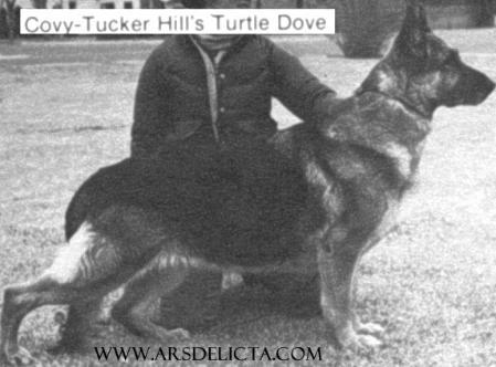 Covy-Tucker Hill's Turtle Dove