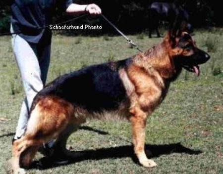 V (AUS) Schaeferhund Phanto