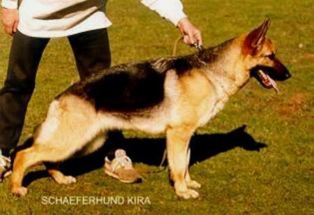 Schaeferhund Kira